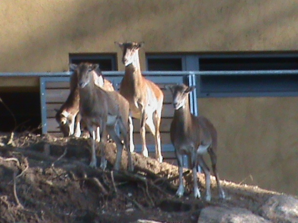 Imagen sacada en el año 2010 en el zoológico de Vigo.