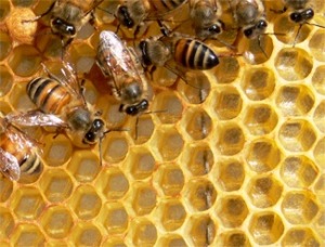 lugar y sitio de donde se extrae la jalea real de las abejas. del propio panal y de la colmena. 