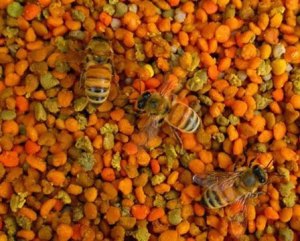 Es el polen de abejas tan bueno para nuestra salud por sus beneficios y aporte de vitaminas, minerales y aminoácidos.